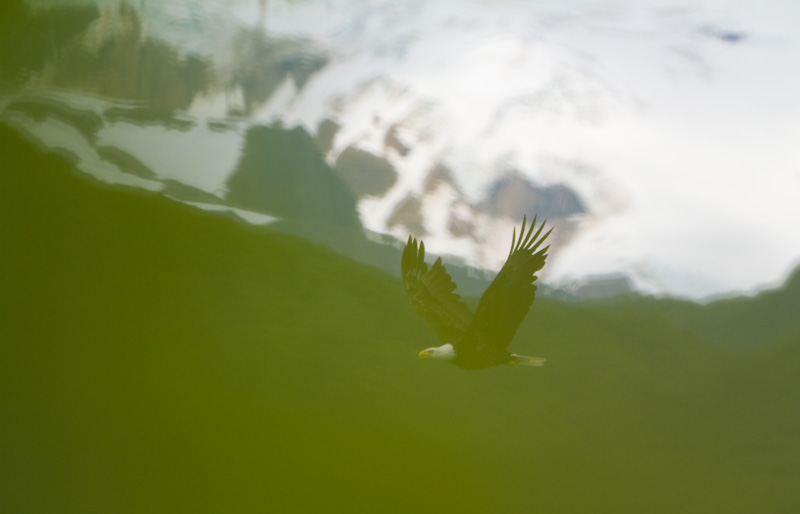 Bald Eagle In Flight